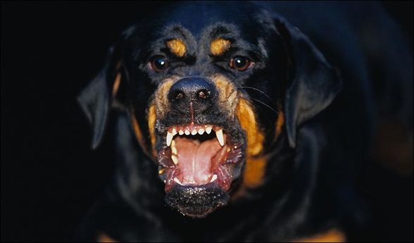 Rottweiler - 