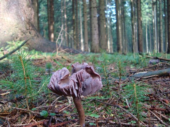 Entspannung in Ottenschlag - 