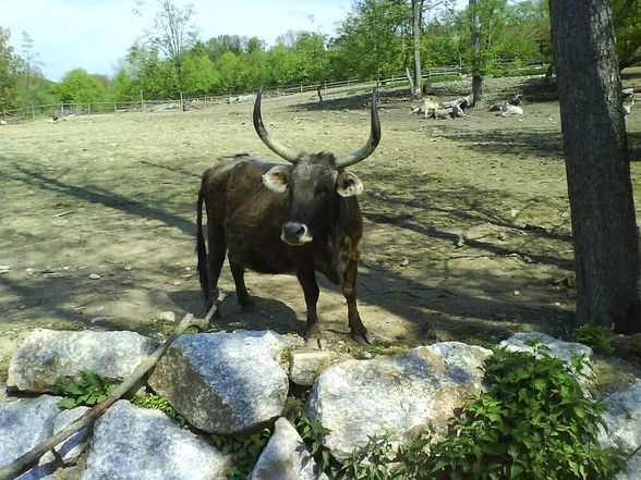 ~~tierpark haag~~ - 