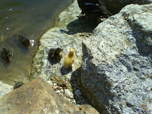 ~~tierpark haag~~ - 