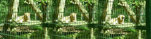 ~~tierpark haag~~ - 