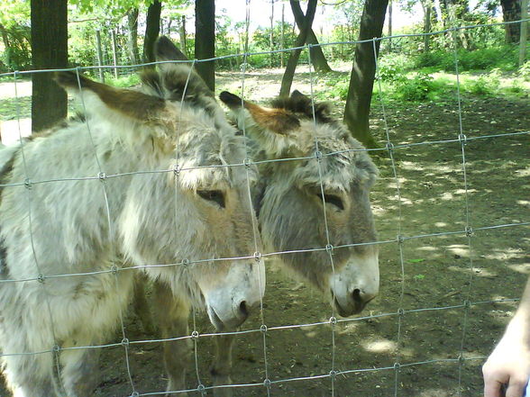 ~~tierpark haag~~ - 