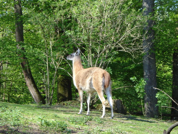 Tierpark Haag - 