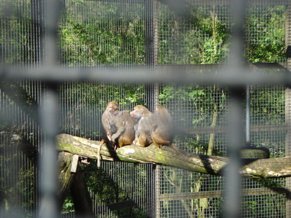 Tierpark Haag - 