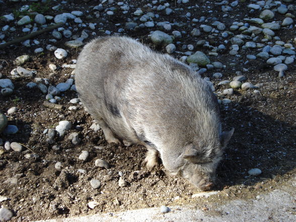 Tierpark Haag - 