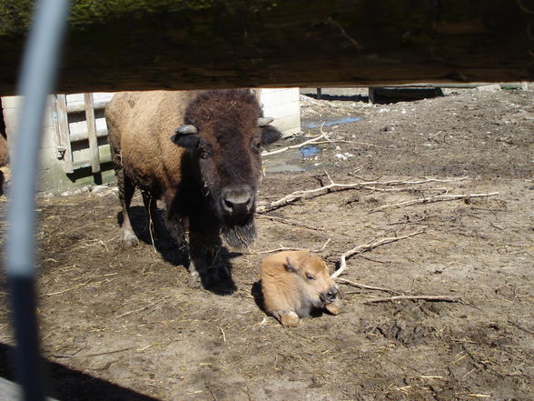 Tierpark Haag - 