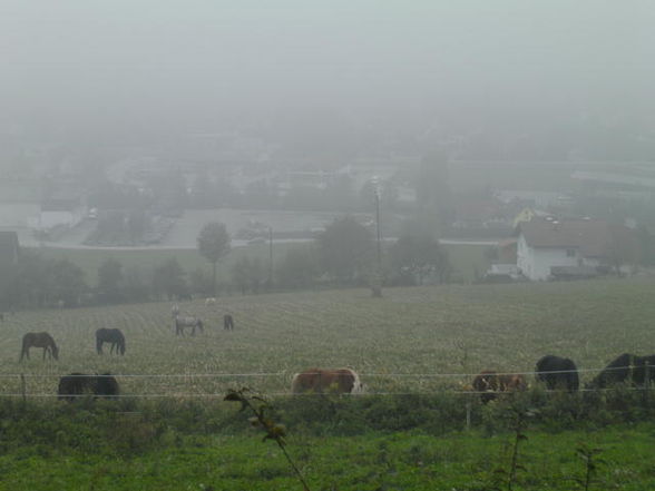 auf dem rücken der pferde..... - 