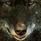 Wolfsbilda - 