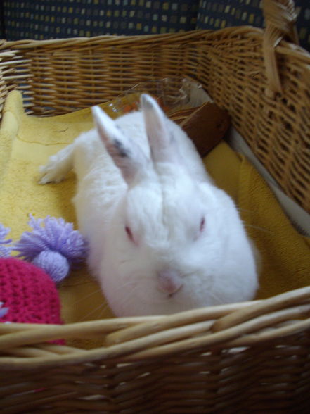 MeIn HaSe - 