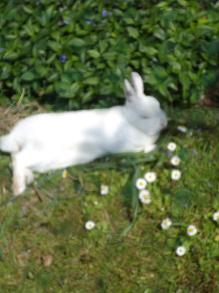 MeIn HaSe - 