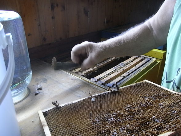 Bienen in Großraming - 