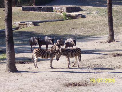 Summer School for Exotic Animals in Brno - 