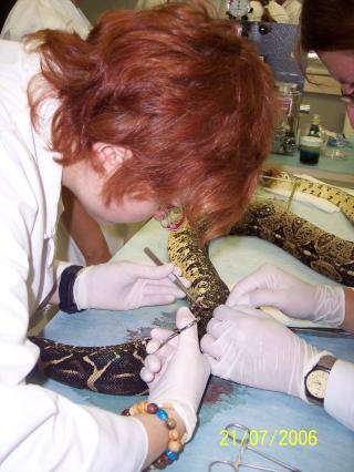 Summer School for Exotic Animals in Brno - 