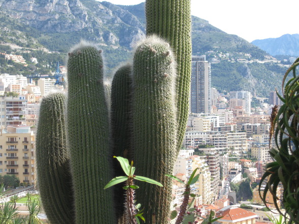 Botanischer Garten Monaco - 