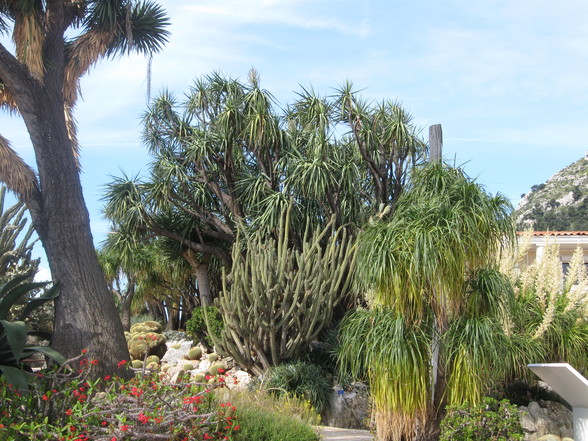 Botanischer Garten Monaco - 