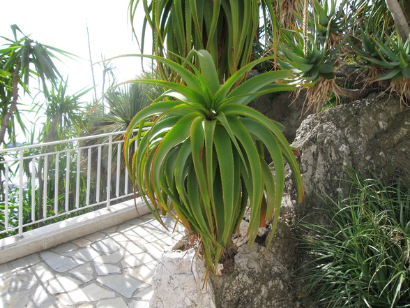 Botanischer Garten Monaco - 