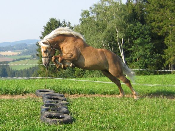 my horse!  - 