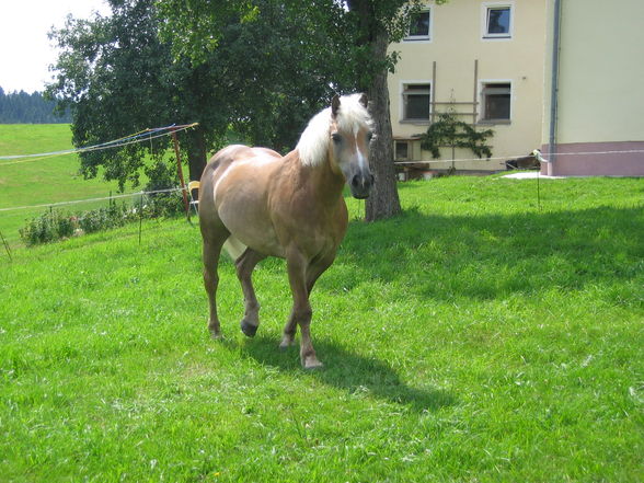 my horse!  - 