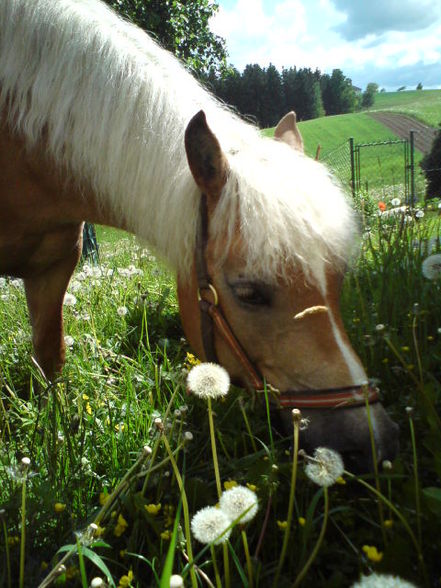 my horse!  - 