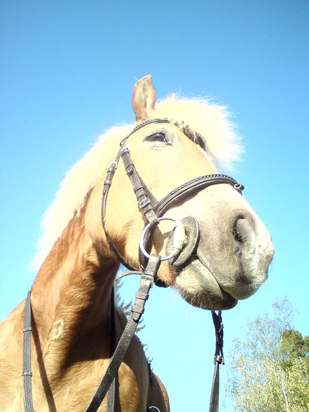 my horse!  - 
