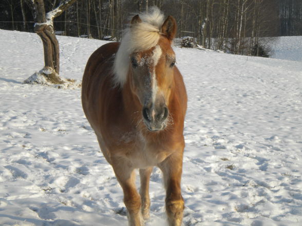 my horse!  - 