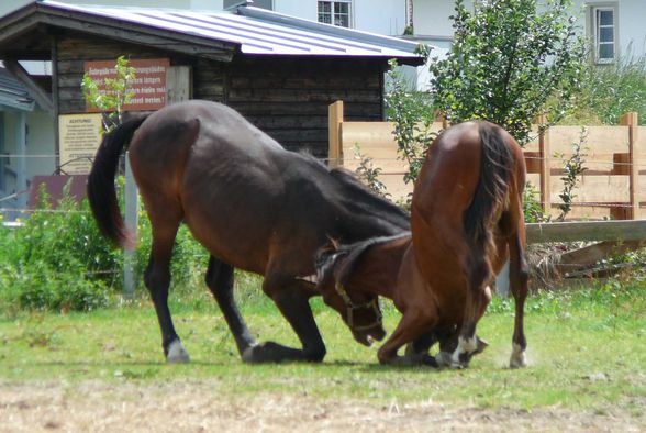 Meine Mirabelle und der kleine Chester!! - 