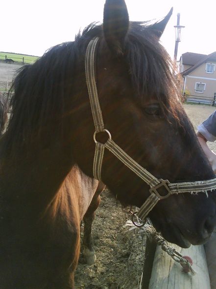 my sweet horse - 