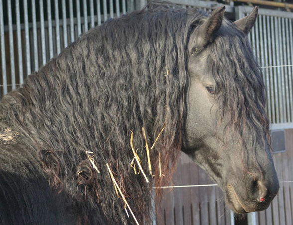 ×...__-Schönsten tiere der welt-__...× - 