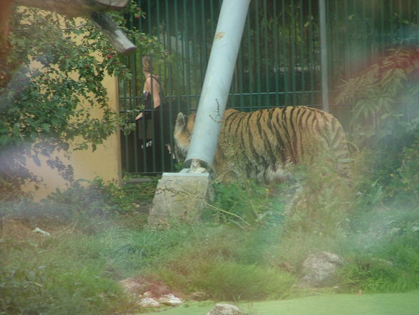 Der kleine Tiger und Panda-Schönbrunn - 