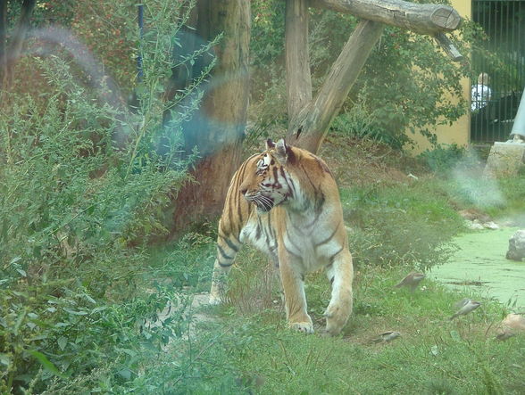 Der kleine Tiger und Panda-Schönbrunn - 