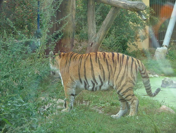 Der kleine Tiger und Panda-Schönbrunn - 