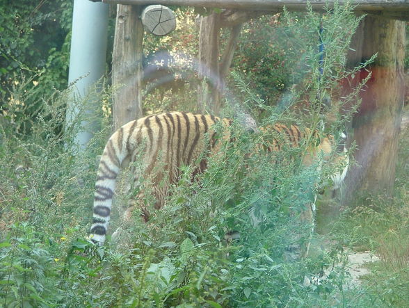 Der kleine Tiger und Panda-Schönbrunn - 