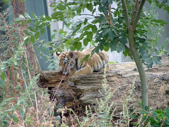 Der kleine Tiger und Panda-Schönbrunn - 