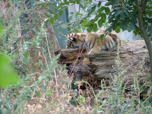 Der kleine Tiger und Panda-Schönbrunn - 