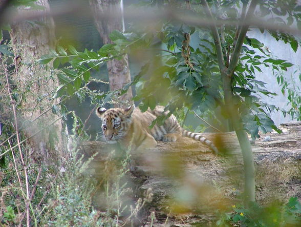 Der kleine Tiger und Panda-Schönbrunn - 