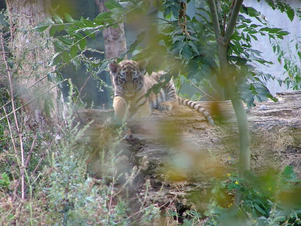 Der kleine Tiger und Panda-Schönbrunn - 