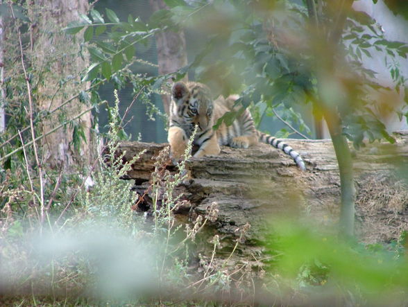 Der kleine Tiger und Panda-Schönbrunn - 