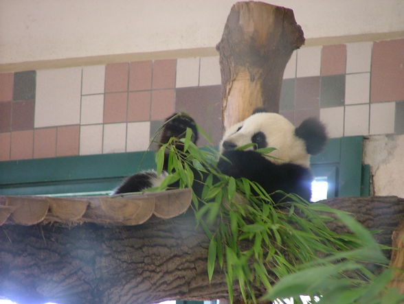 Der kleine Tiger und Panda-Schönbrunn - 