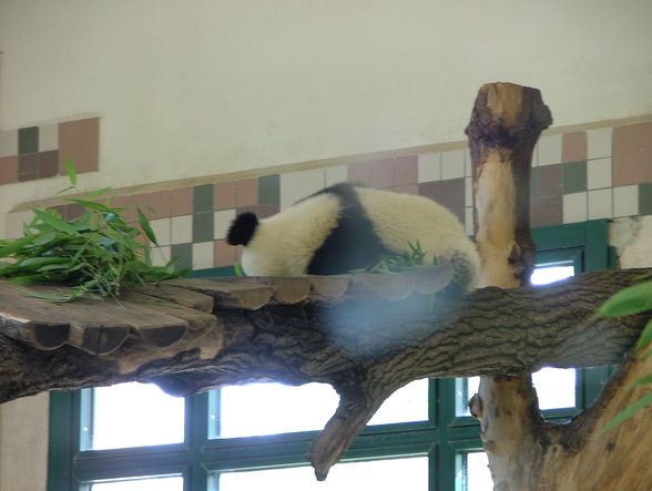 Der kleine Tiger und Panda-Schönbrunn - 