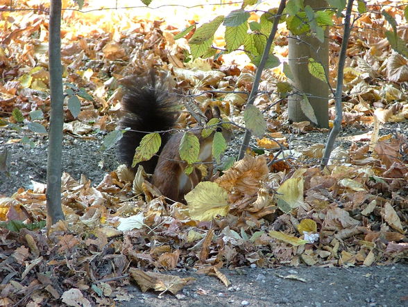 Schönbrunn 2008 - 