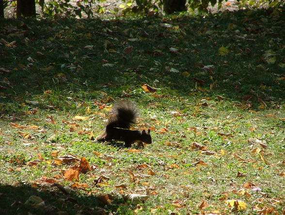 Schönbrunn 2008 - 