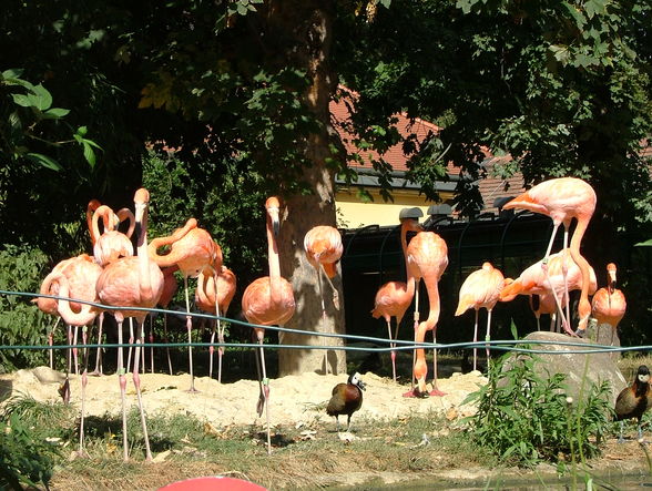 Schönbrunn 2008 - 