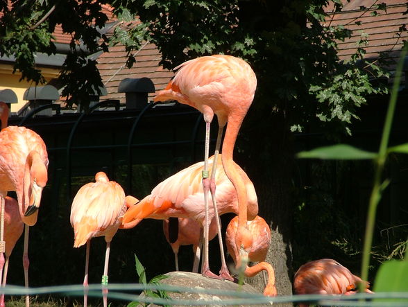 Schönbrunn 2008 - 