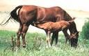 pferde - 