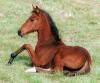 pferde - 