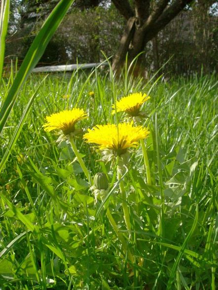 Die Schönheit der Natur... - 