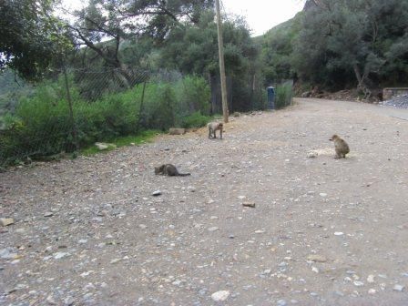 Bejaia - 