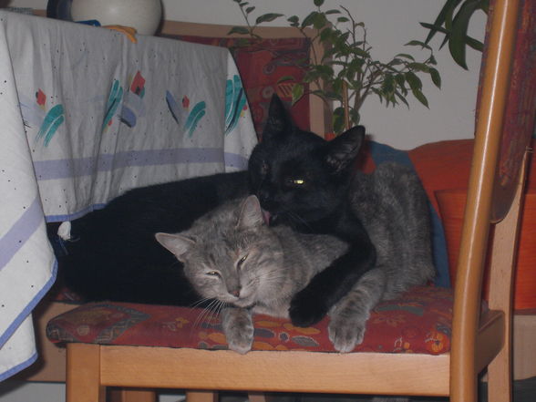 Meine Katzen Tomy und Cora - 