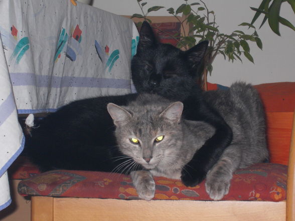 Meine Katzen Tomy und Cora - 