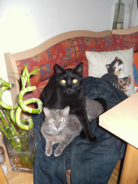 Meine Katzen Tomy und Cora - 